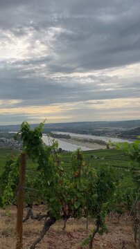 selective focus vineyards overlooking the historic town of r&uuml;desheim