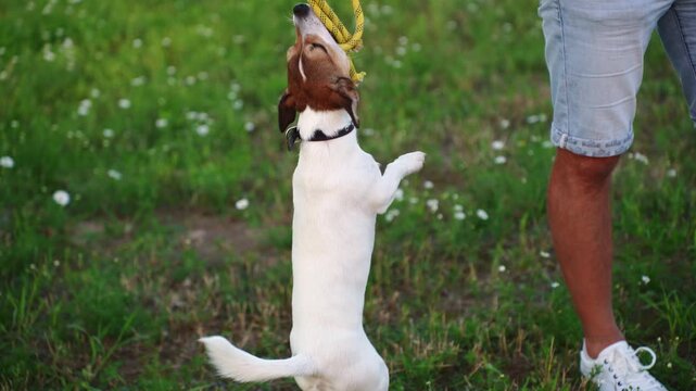 Active Jack Russell Terrier hanging on rope toy outdoor, athletic dog jumping and biting yellow cord in park, dynamic action portrait of strong domestic pet agility training on grass, puller game