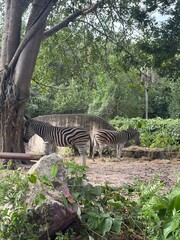 zebra in wood © lilies