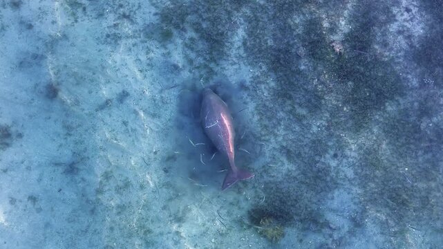 Aerial view of dugong grazing on seagrass