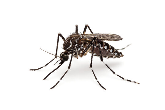 Female Aedes aegypti mosquito isolated on white background, carrier of dengue and zika virus