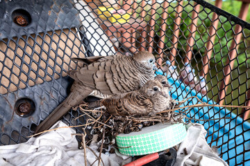 Fototapeta premium Zebra Dove - Geopelia striata. Bird family mother and its chick resting in makeshift nest in nest inside old motorcycle basket. wildlife urban adaptation and coexistence with human environments.