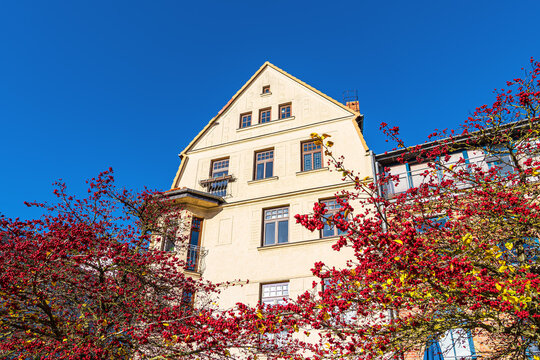 Blick auf ein historisches Geb&auml;ude mit Vogelbeerb&auml;umen in der Hansestadt Rostock im Herbst