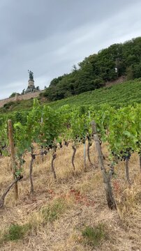 selective focus green vineyards stretching across r&uuml;desheim hillside