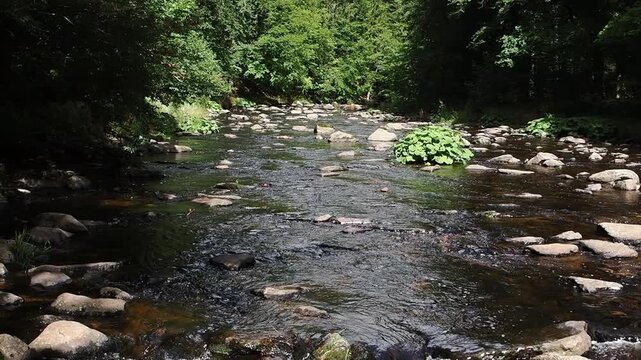 Slow motion view of clear water flowing gently through a shallow rocky river surrounded by dense green forest vegetation.