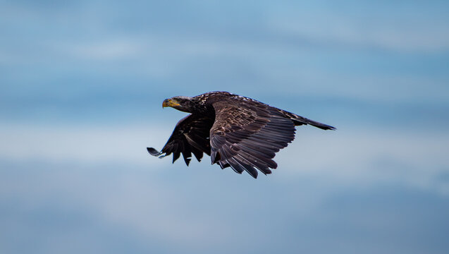 Steller's Sea Eagle at flight