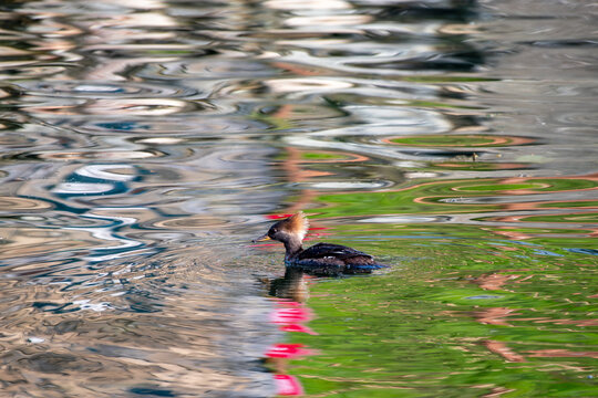A horned grebe amidst colorful reflections