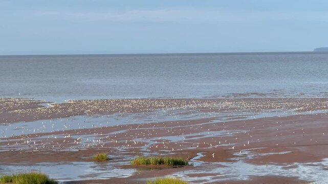 Johnson&rsquo;s Mills Shorebird Reserve and Interpretive Centre