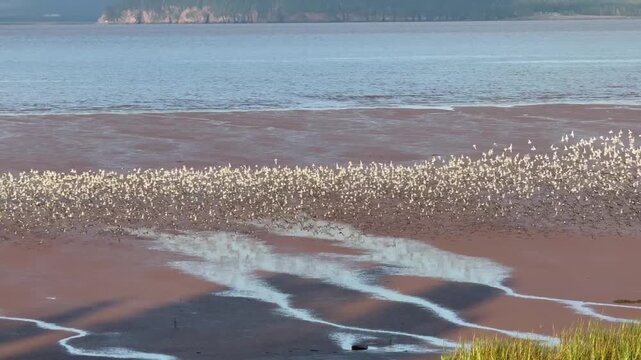 Johnson&rsquo;s Mills Shorebird Reserve and Interpretive Centre