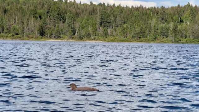 common loon or great northern diver (Gavia immer) family