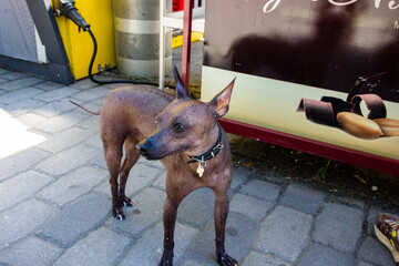 hairless dog stands at the feet of owner waiting for food, on a walk,  © Studio  GULL