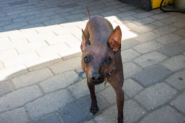 hairless dog stands at the feet of owner waiting for food, on a walk,  © Studio  GULL