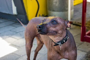 hairless dog stands at the feet of owner waiting for food, on a walk,  © Studio  GULL