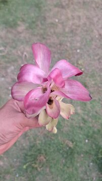 Close-up of a picked white turmeric flower or Curcuma zedoaria held in hand for herbal medicine, botany, and agriculture concept
