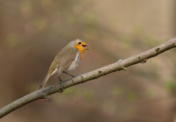 Obraz premium European robin (Erithacus rubecula)