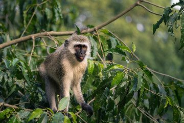 A vervet monkey (Chlorocebus pygerythrus) perched on a tree branch, looking directly at the camera with alert amber eyes, surrounded by lush green foliage near Arusha, Tanzania, East Africa. © sylvain