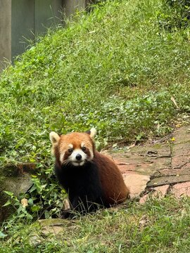 red panda eating bamboo