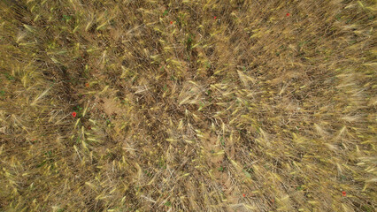 Obraz premium A drone shot captures the texture of a golden wheat field nearing harvest, dotted with vibrant red poppies and patches of dry earth
