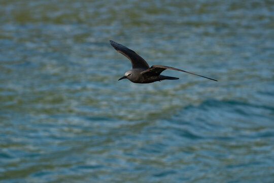 brown noddy tern in flight, Anous stolidus galapagensis in Galapagos