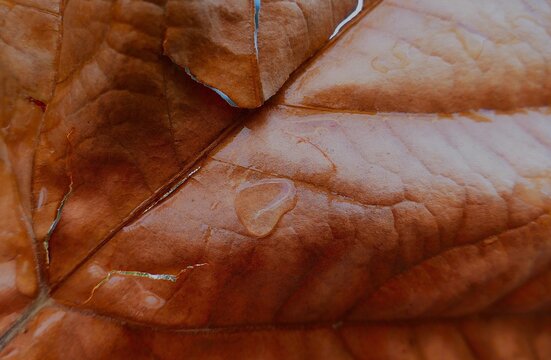 Dry autumn leaf surface with water drop and close macro details , abstract nature background