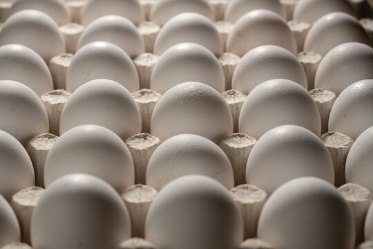 Fresh organic farm white chicken eggs in cardboard egg tray