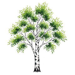 Fototapeta premium Isolated birch tree with green leaves standing on white background