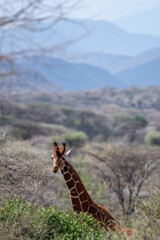 reticulated  giraffe © tomjunek.com