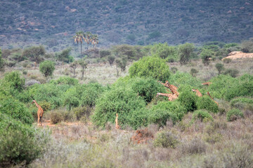 giraffes in samburu reserve © tomjunek.com