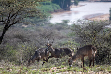 Ewaso Ngiro river Samburu © tomjunek.com
