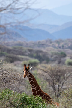 reticulated  giraffe