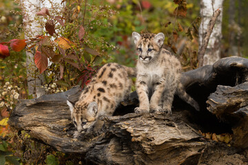 Cougar Kittens (Puma concolor) Atop Log One Looking Over Side Autumn © geoffkuchera