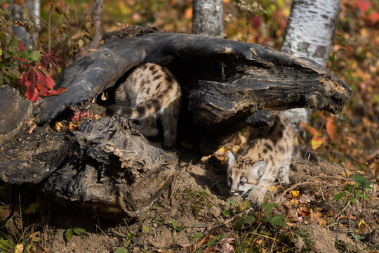 Cougar Kittens (Puma concolor) Roam About Hollow Log Autumn