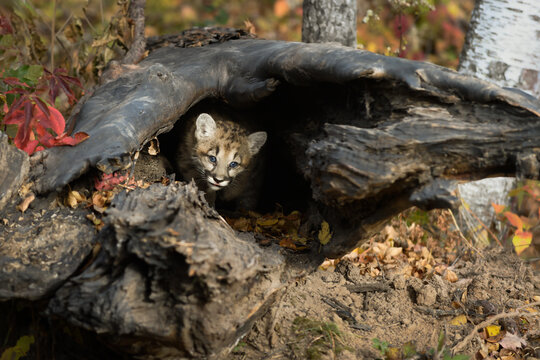 Cougar Kitten (Puma concolor) Pokes Head Out of Log Tongue Tip Out Autumn