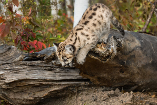 Cougar Kitten (Puma concolor) Leans Off Edge of Log Looking Down Autumn