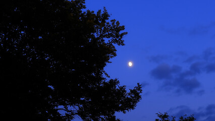 Moon on a night sky with nature silhouettes. © astrosystem