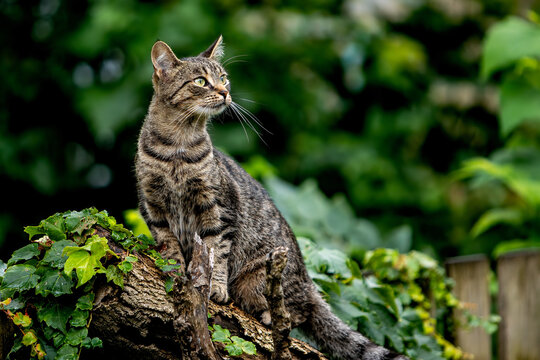 Cute Domestic Short Hair Tabby Cat