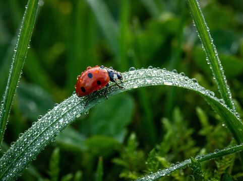 A small red ladybug sitting on a green grass blade covered in morning dew drops.