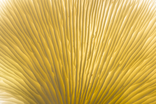 United Kingdom - 06 October 2014: View of the delicate, translucent gills of a Porcelain Fungi mushroom, illuminated by soft golden light with tiny water droplets clinging to the surface.