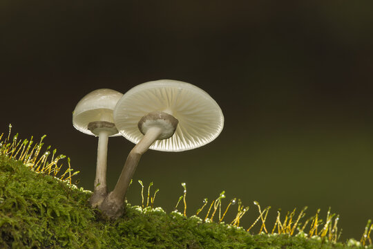 United Kingdom - 06 October 2014: View of Porcelain Fungi growing on a mossy log with translucent gills illuminated by soft light.
