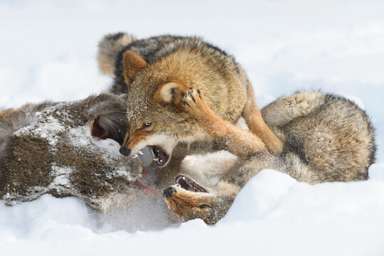 Coyote (Canis latrans) Pins Packmate Down Snarling and Snapping Winter