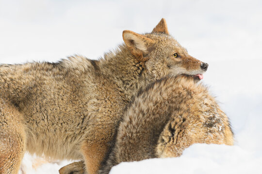 Coyote (Canis latrans) Lays Head Over Packmates Back Sticking Out Tongue Winter