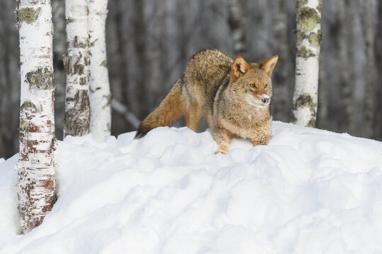 Coyote (Canis latrans) Crouches at Top of Hilly in Birches Winter