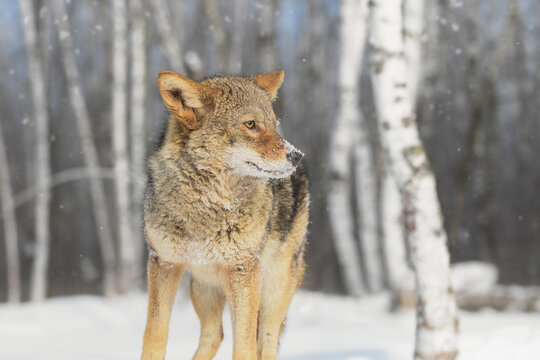 Coyote (Canis latrans) Stands Looking Left Ears Cocked Winter
