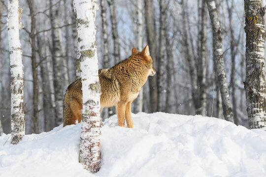 Coyote (Canis latrans) Stands Behind Birch Looking Into Woods Winter