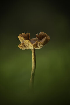 Hampshire, United Kingdom - 08 October 2020: View of a single Deceiver mushroom with a wavy cap and delicate gills standing in a forest.