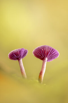 United Kingdom - 08 October 2020: View of two Amethyst Deceiver mushrooms with vibrant purple gills and stems growing in a mossy forest floor with soft natural lighting.