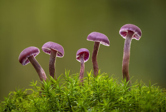United Kingdom - 16 October 2020: View of Amethyst Deceiver mushrooms growing in vibrant green moss in a forest setting.