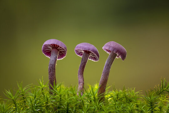 United Kingdom - 16 October 2020: View of three Amethyst Deceiver mushrooms growing in vibrant green moss with soft backlighting.