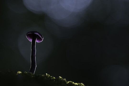 United Kingdom - 09 October 2020: View of an Amethyst Deceiver mushroom standing on a mossy forest floor, illuminated by soft backlighting against a dark, out-of-focus background.
