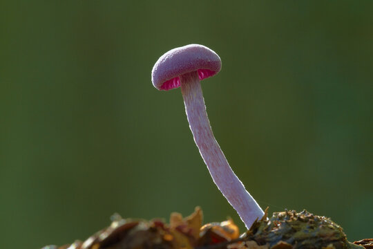 United Kingdom - 18 September 2010: View of an Amethyst Deceiver mushroom standing in a forest with soft backlighting and a dark green background.